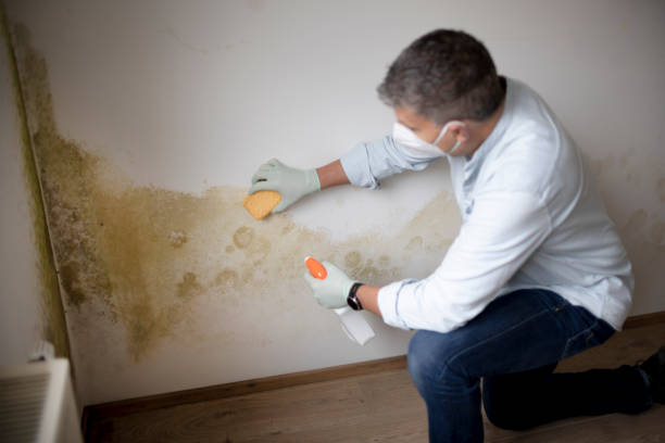 Best Mold Prevention Services  in Aberdeen, OH