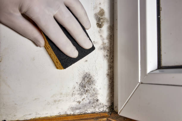 Best Airborne Mold Testing  in Aberdeen, OH