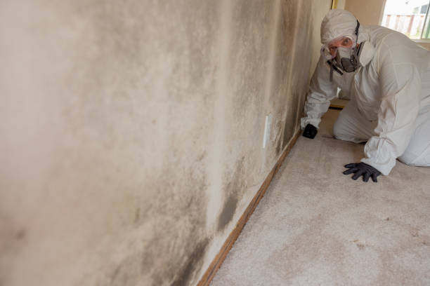 Reliable Aberdeen, OH Mold Removal Solutions